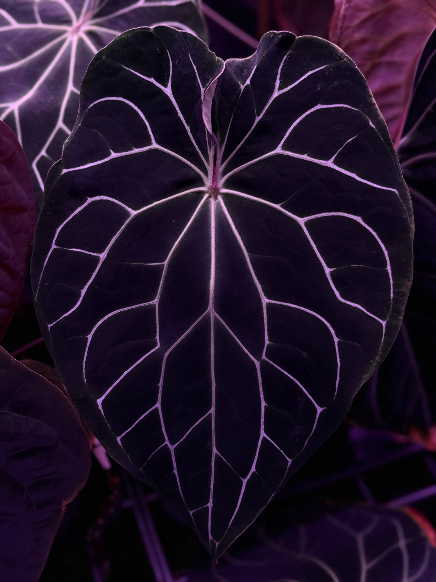 Tent dark leaf focal point of Chocolate Crystallinum- Granthuriums 