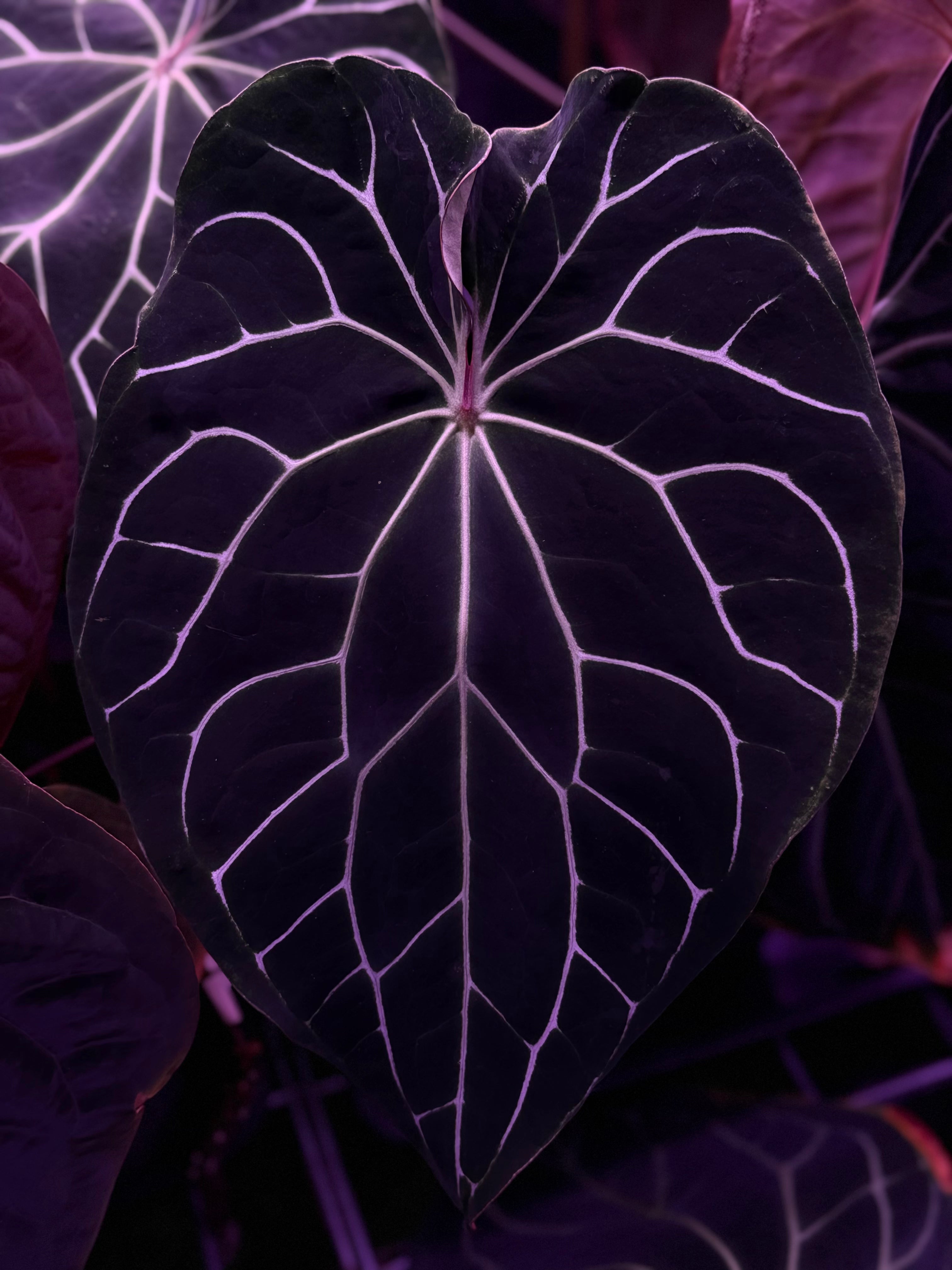 Tent dark leaf focal point of Chocolate Crystallinum- Granthuriums 