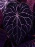 Tent dark leaf focal point of Chocolate Crystallinum- Granthuriums 