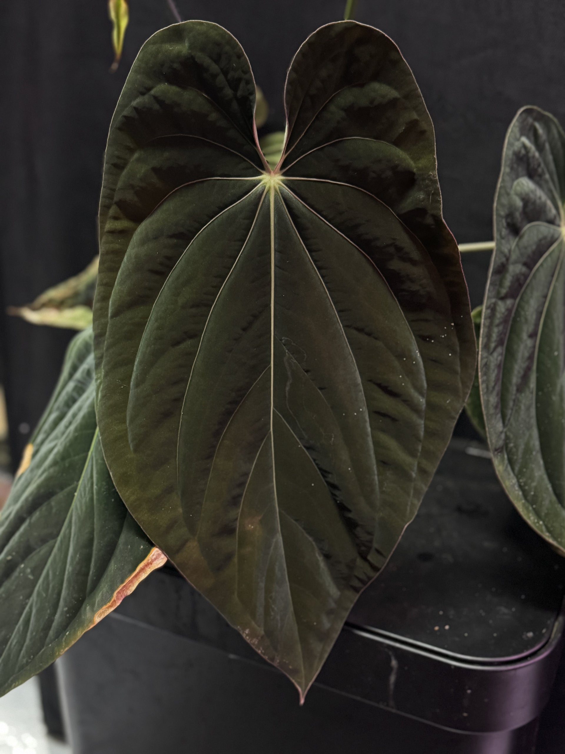 RVDP x antolakii RA1 seedlings – Granthuriums RVDP x antolakii RA1 seedlings – Granthuriums