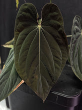 RVDP x antolakii RA1 seedlings-Granthuriums