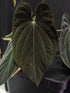 RVDP x antolakii RA1 seedlings-Granthuriums