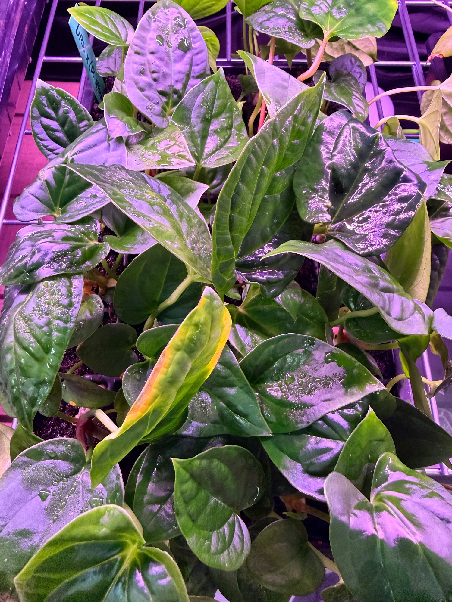 Anthurium Dressleri x ((Dress x Carla) x Splendidum) --Medium Seedlings