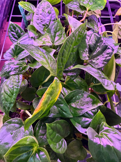 Anthurium Dressleri x ((Dress x Carla) x Splendidum) --Medium Seedlings