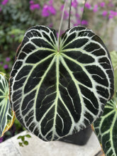 Natural lighting Heinz veiny Leaf - Granthuriums