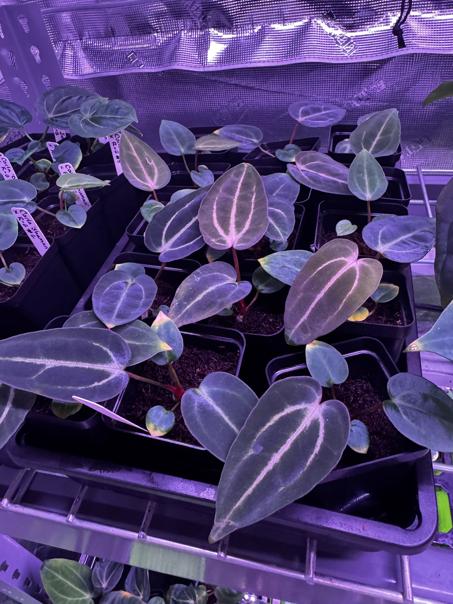 anthurium purple arc Carla Round x GPH001 F2 Batch 3 Anthurium