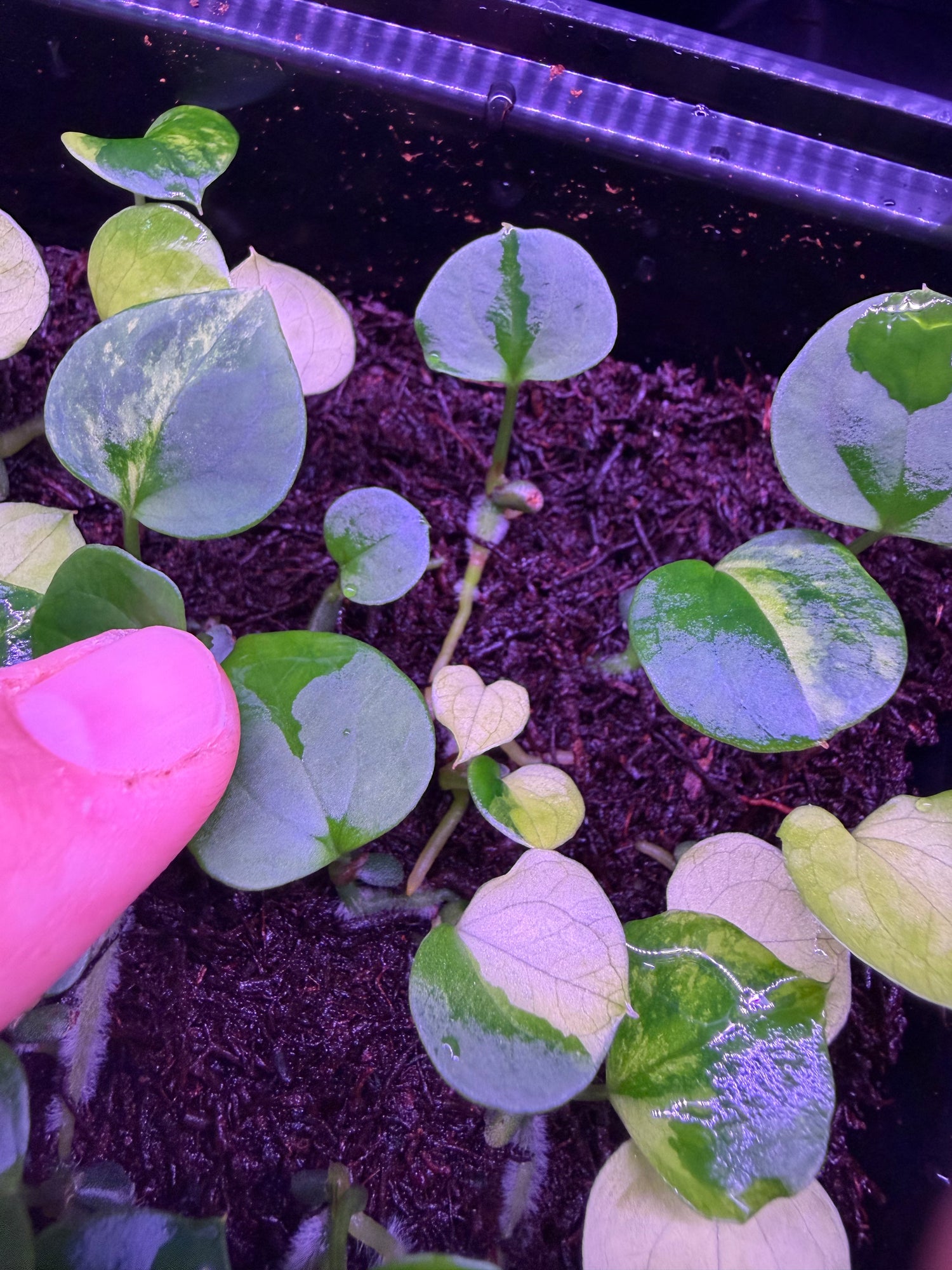 (Variegated papx x Dorito) 