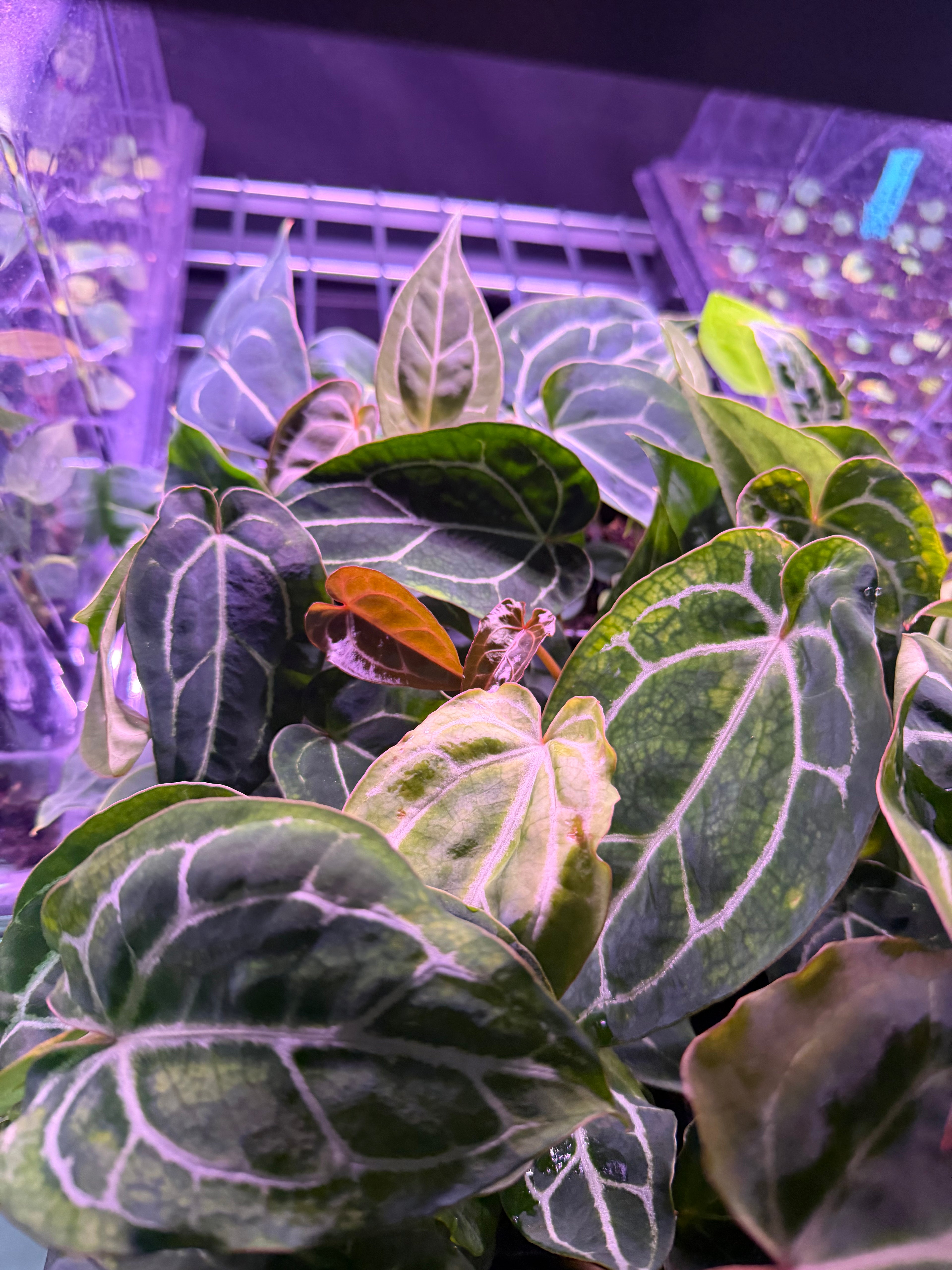 Anthurium Chocolate Crystallinum x Stripey—Established Seedlings