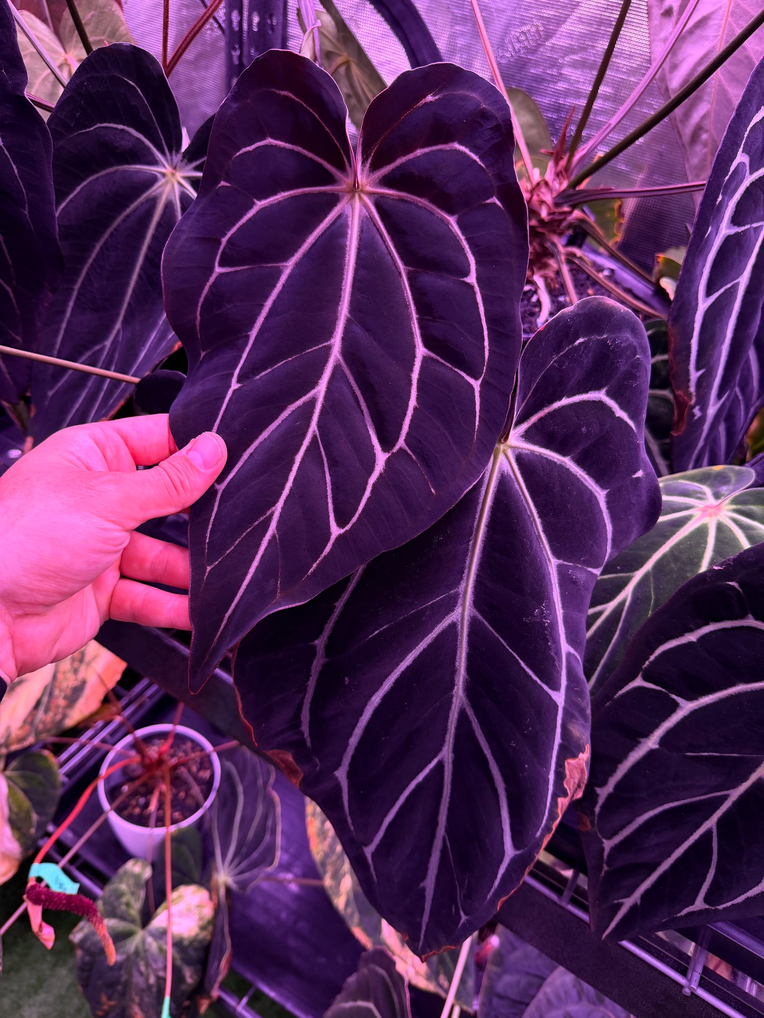 carnaval anthurium Anthurium Carlablackiae (Round x GPH001 #5) x OG2 – sprouts – Granthuriums