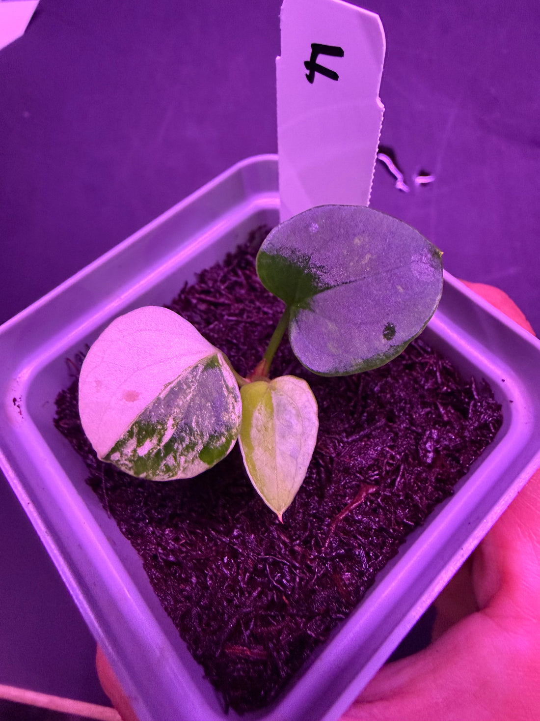 Anthurium (Var Papx x Dorito Port 