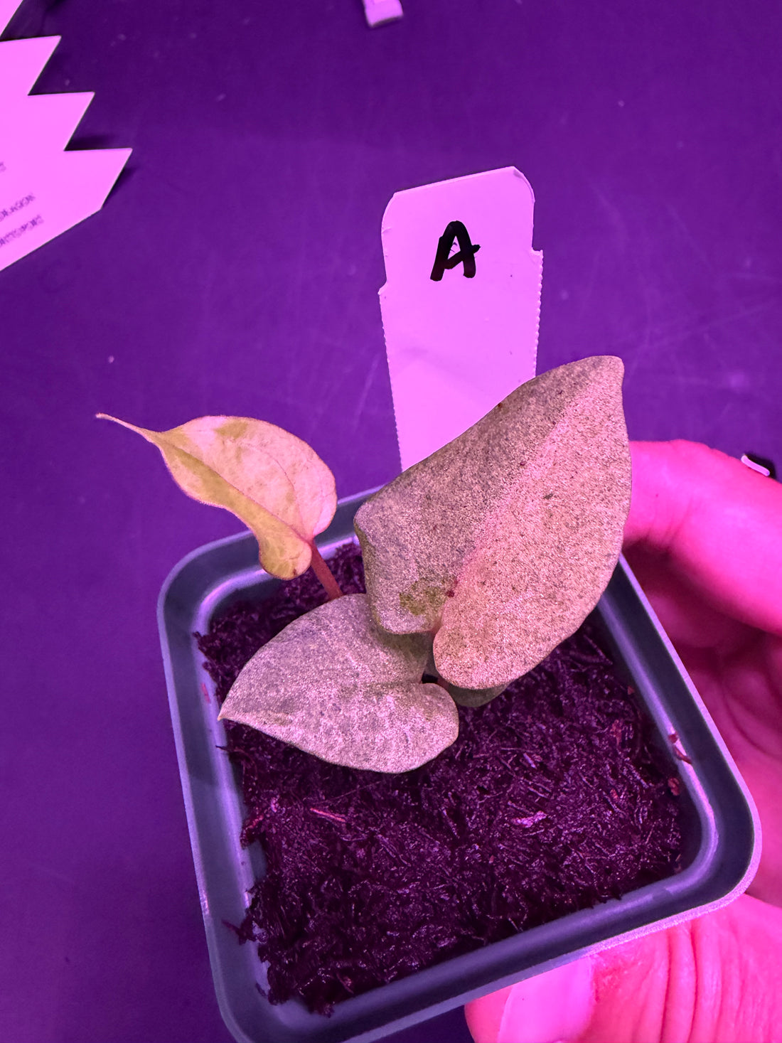 Variegated Anthurium Night Dragon x Dorito Port—Exact Seedling A