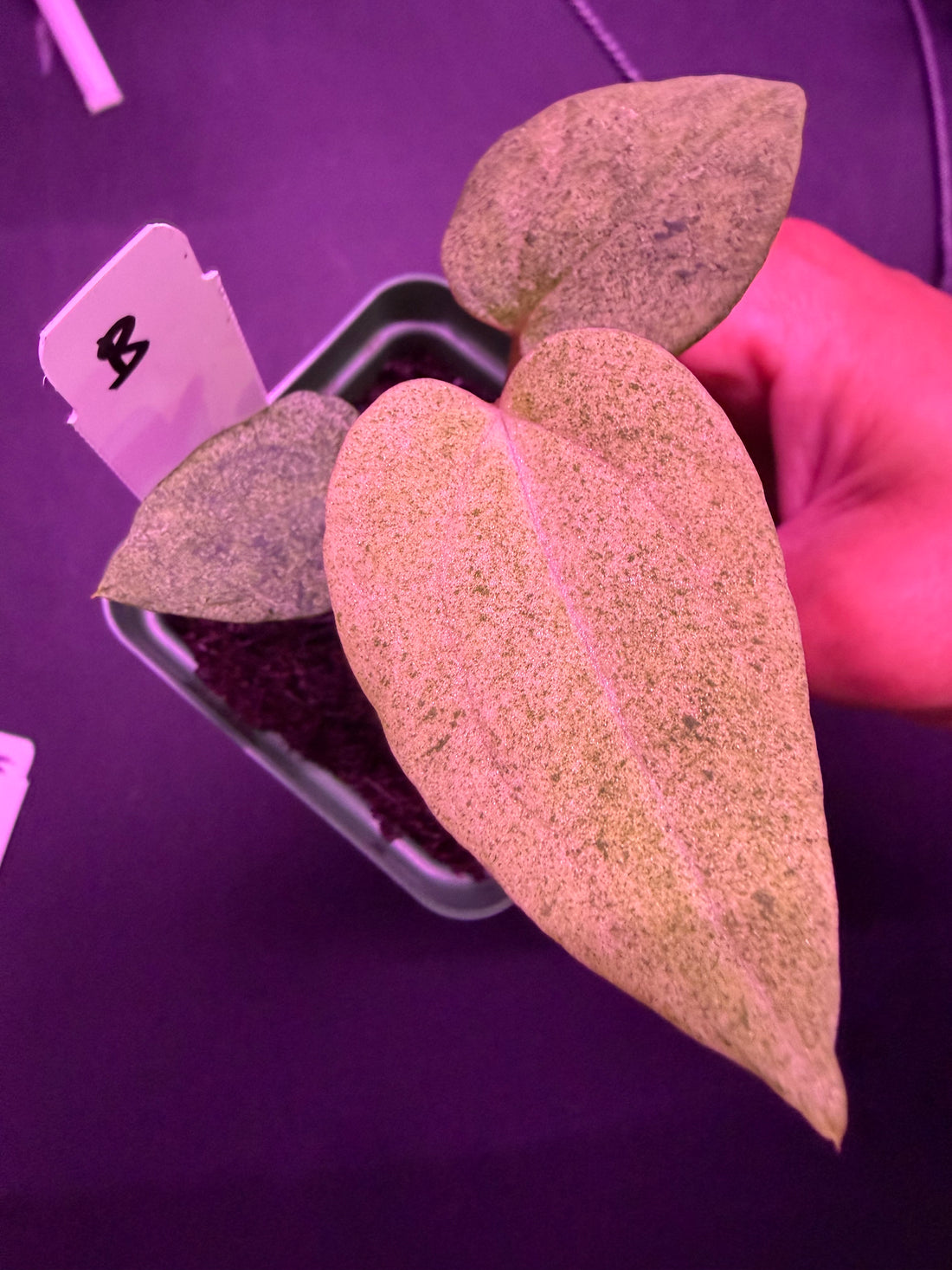 Variegated Anthurium Night Dragon x Dorito Port—Exact Seedling B