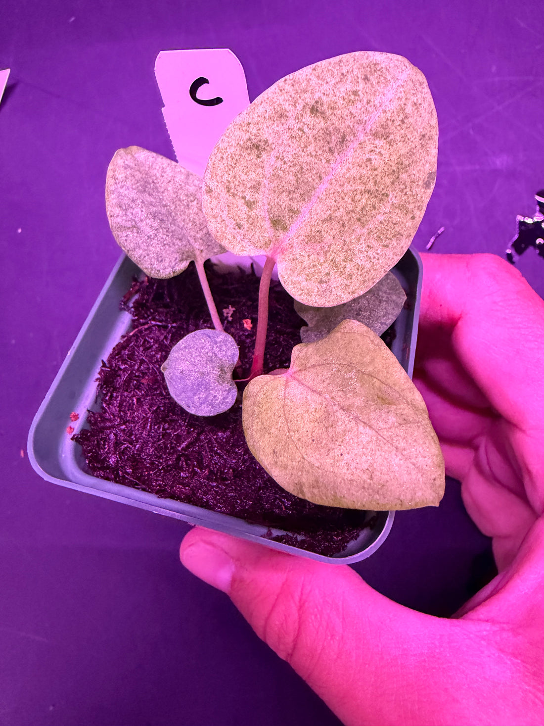 Variegated Anthurium Night Dragon x Dorito Port—Exact Seedling C