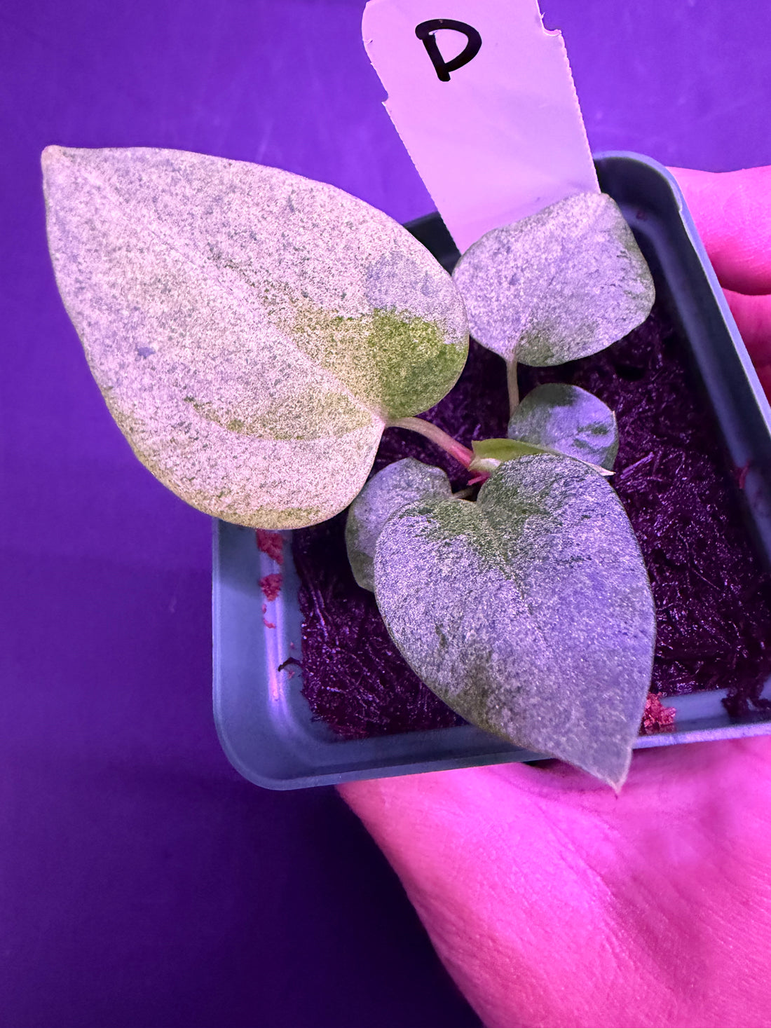 Variegated Anthurium Night Dragon x Dorito Port—Exact Seedling D