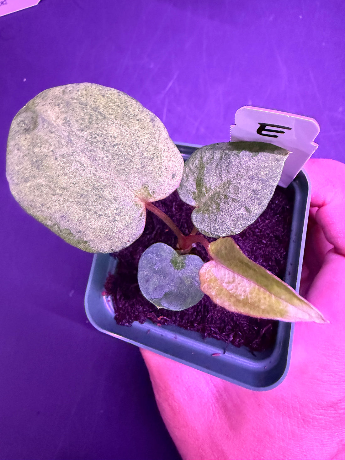 Variegated Anthurium Night Dragon x Dorito Port—Exact Seedling E