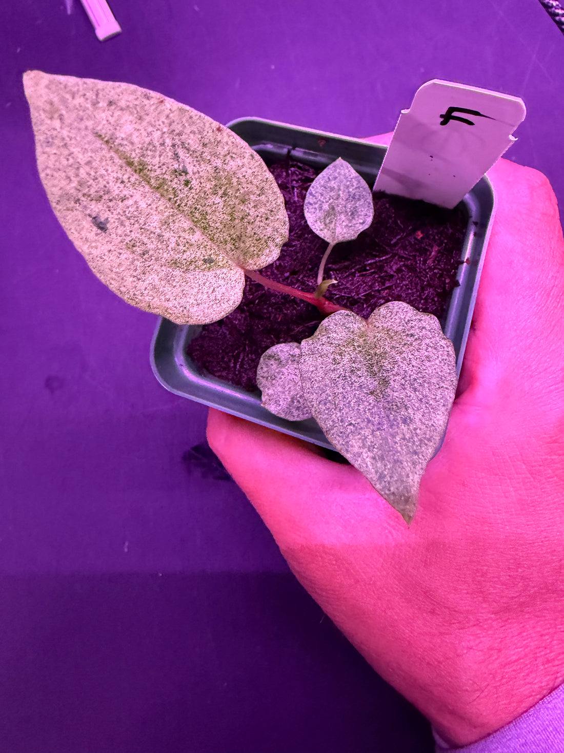 Variegated Anthurium Night Dragon x Dorito Port—Exact Seedling F