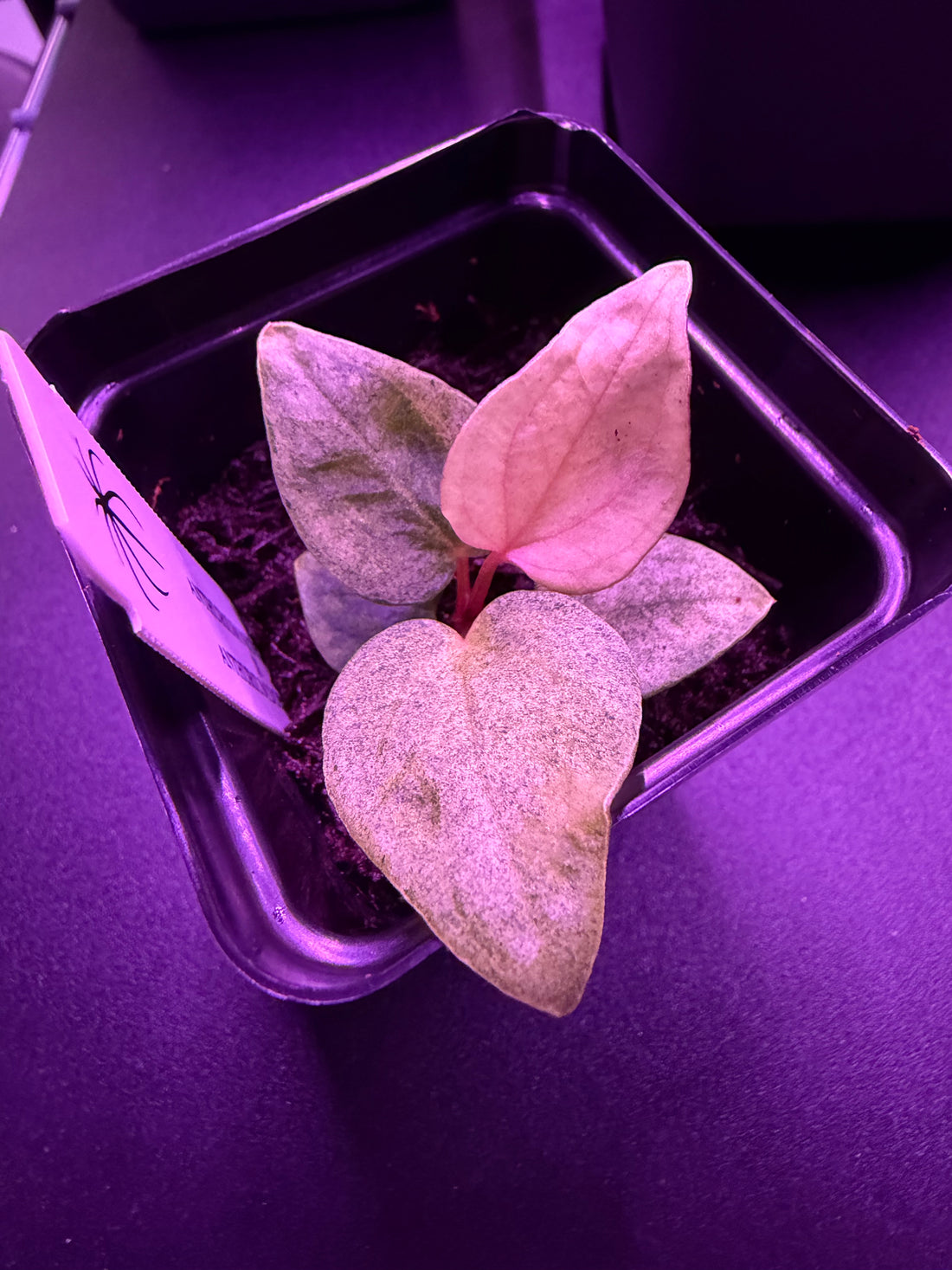 Variegated Anthurium Night Dragon x Dorito Port—Exact seedling B