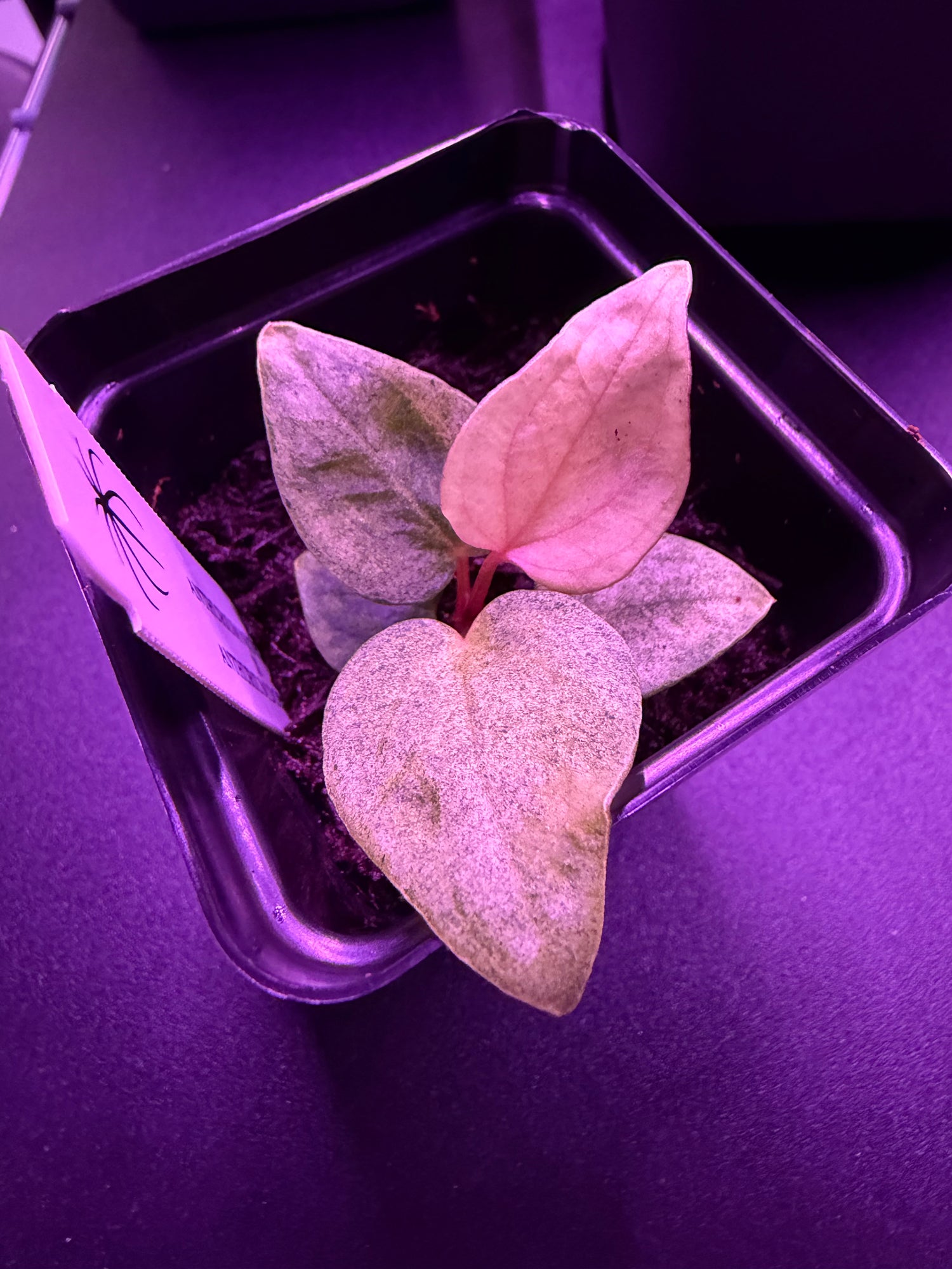 Variegated Anthurium Night Dragon x Dorito Port—Exact seedling B