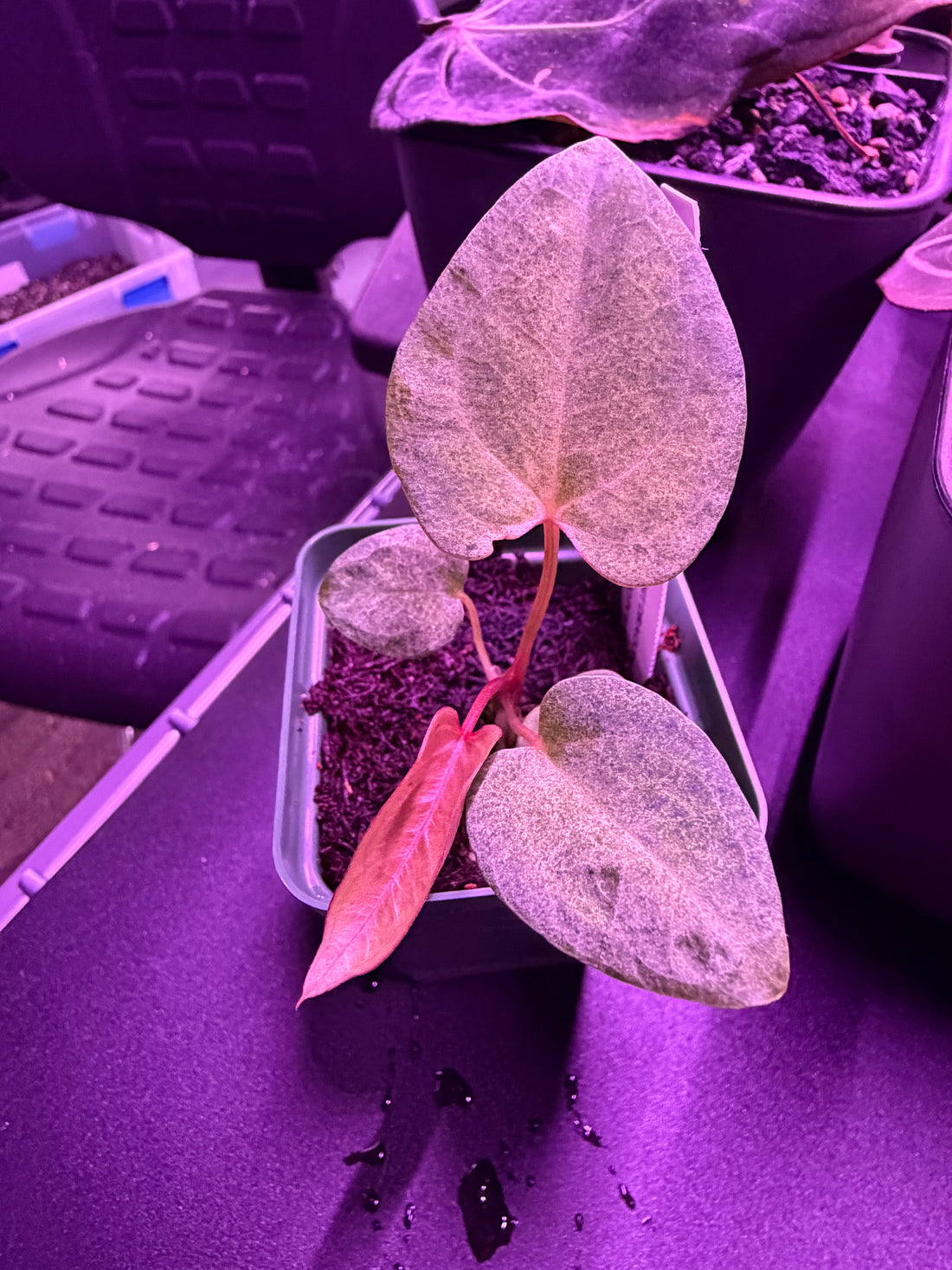 Variegated Anthurium Night Dragon x Dorito Port—Exact seedling C
