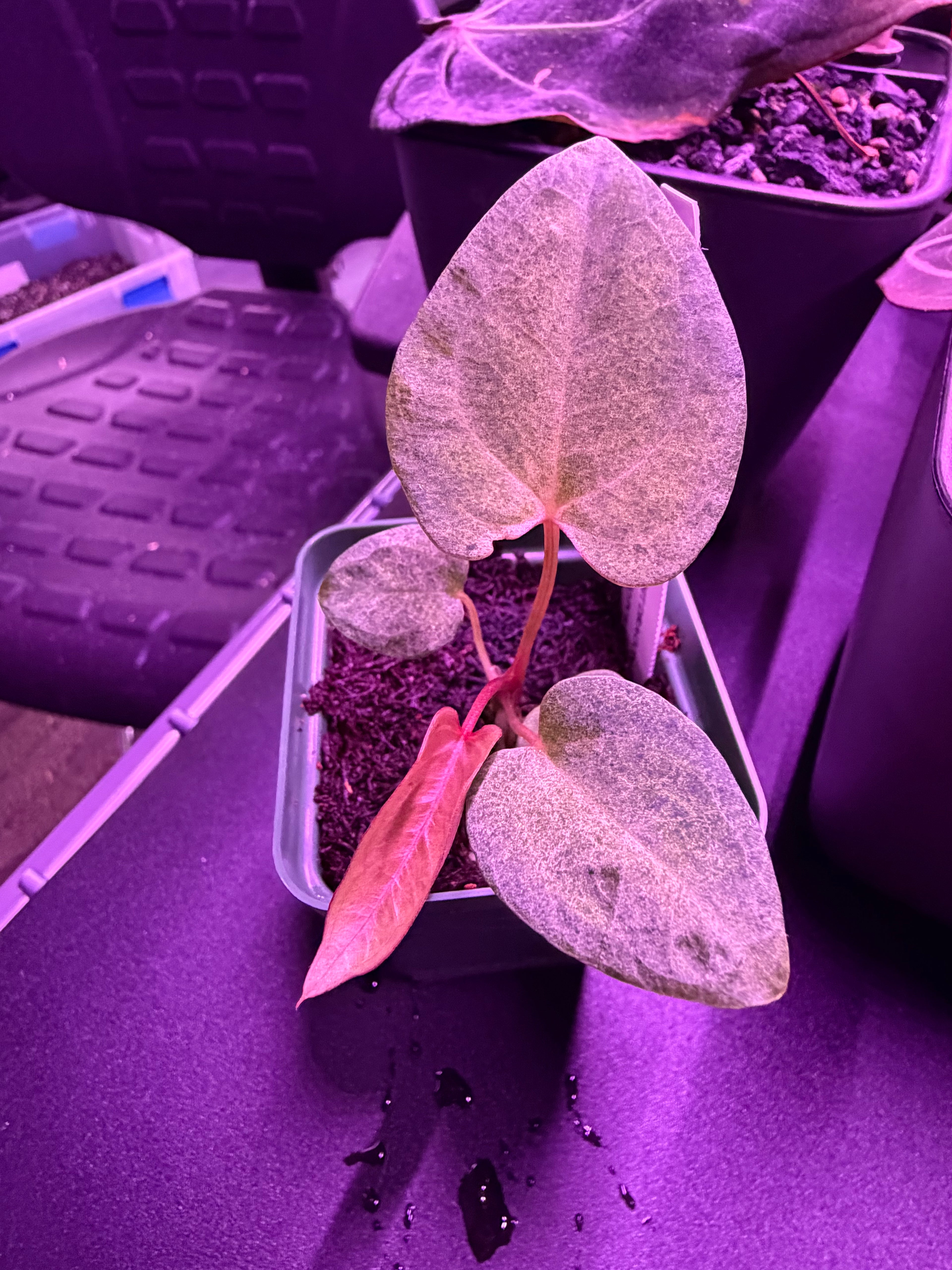 Variegated Anthurium Night Dragon x Dorito Port—Exact seedling C