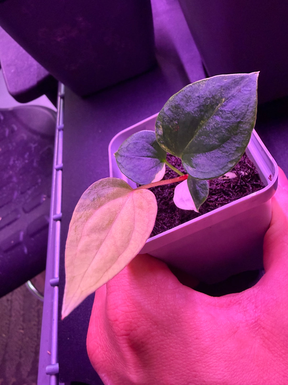 Anthurium Var papx Dorito 