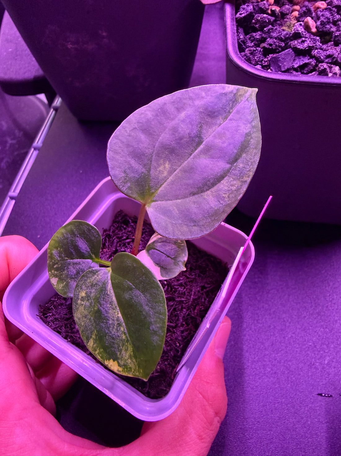 Anthurium Var papx Dorito 