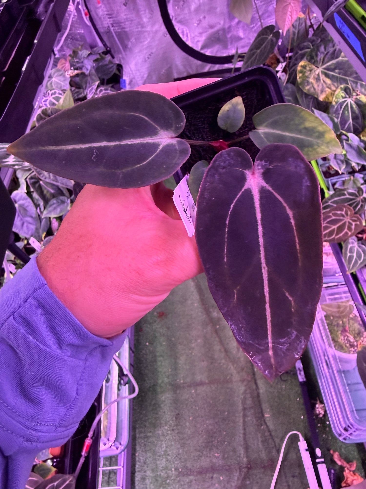 Anthurium Carlablackiae Venom x GPH001--Exact Seedling A