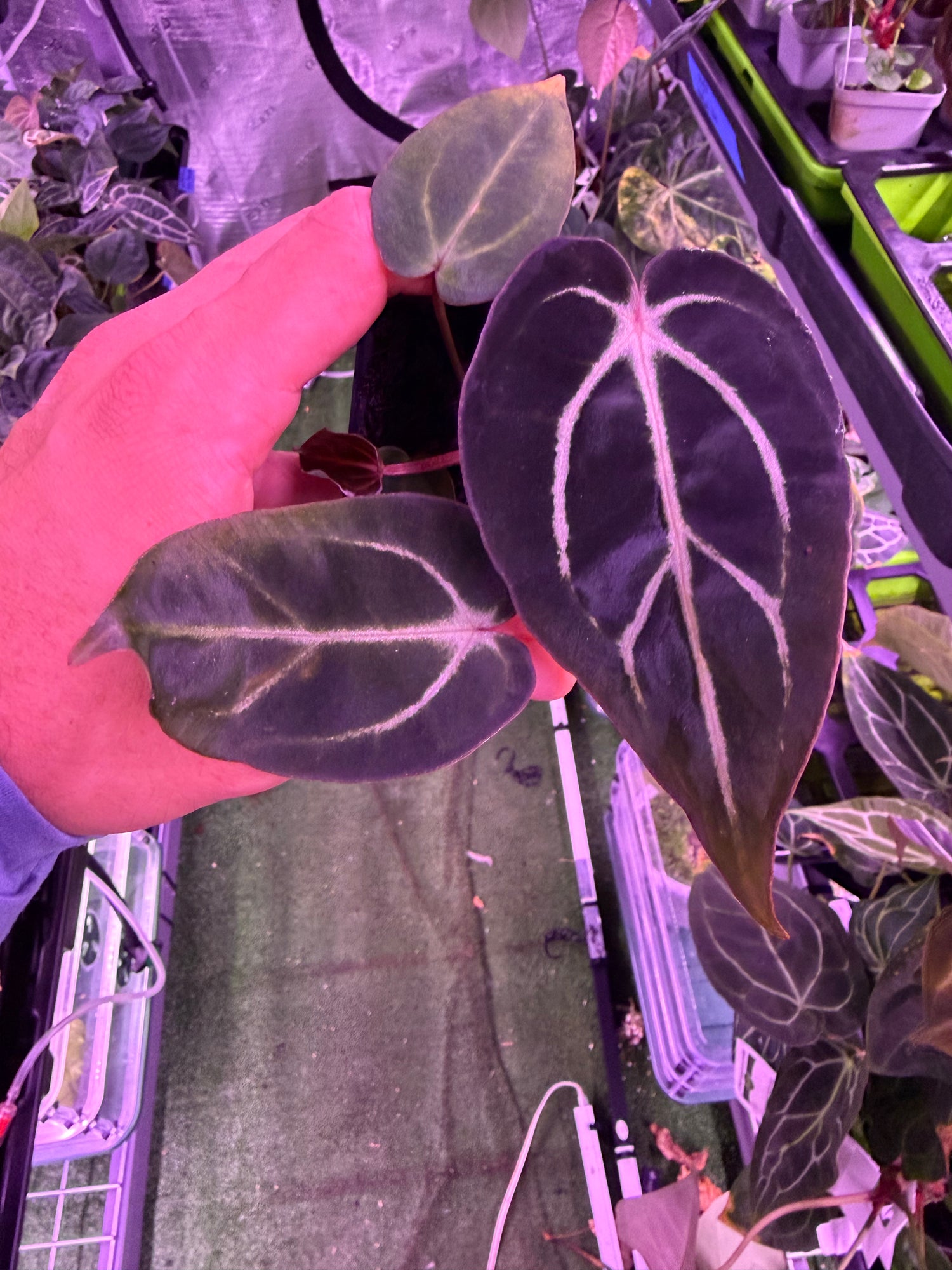 Anthurium Carlablackiae Venom x GPH001--Exact Seedling B Anthurium Carlablackiae Venom x GPH001--Exact Seedling B