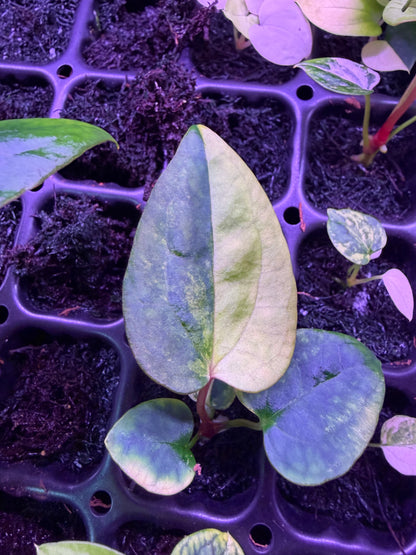 Anthurium Var papx Dorito 