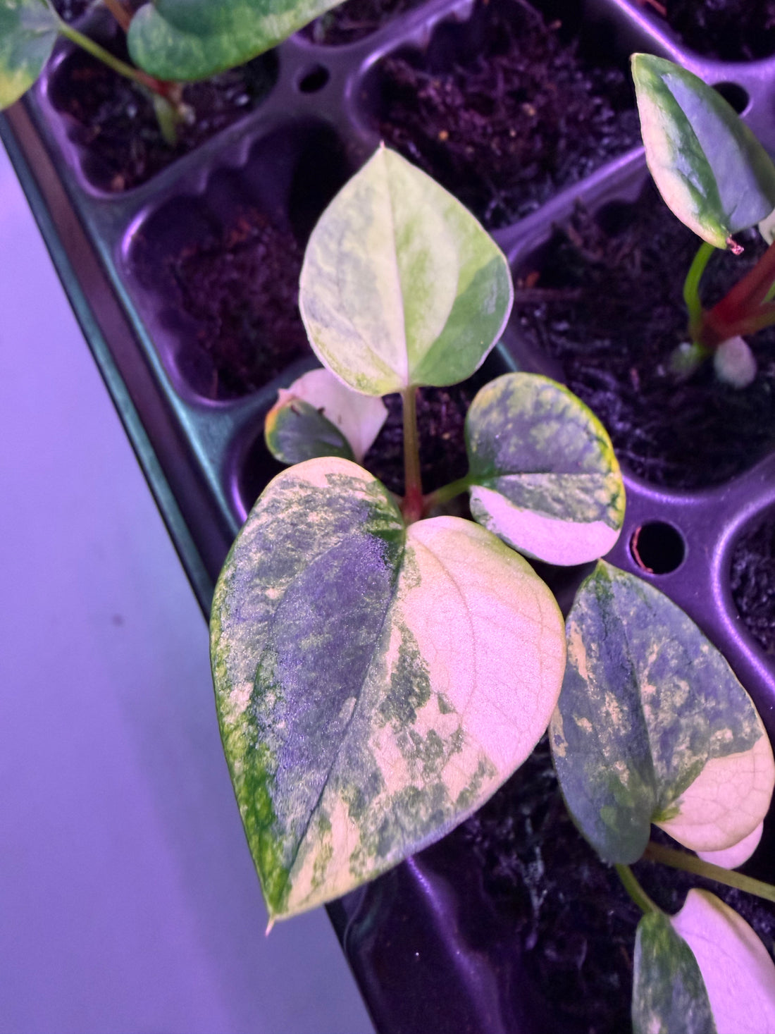 Anthurium Var papx Dorito 