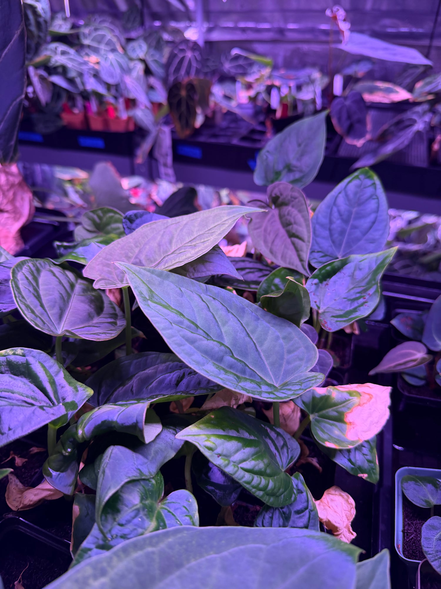 Anthurium Kunayalense PM5 x ((Dress x Carla) x Splendidum)—Small Seedlings