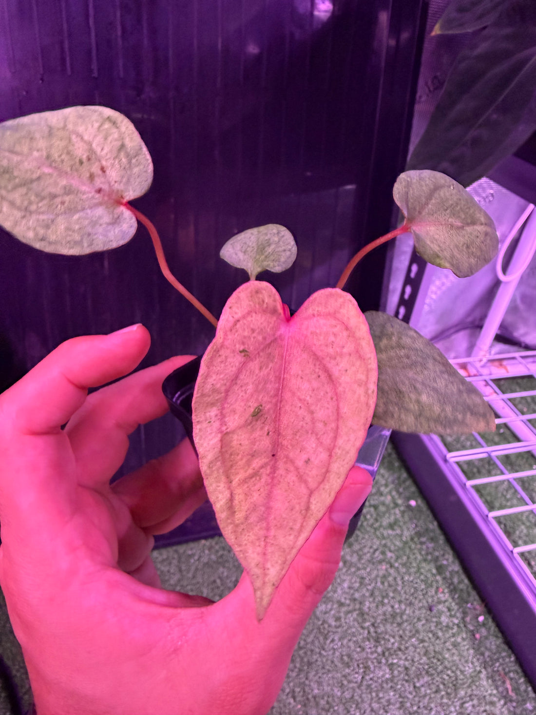 Anthurium Night Dragon x Dorito Port--Exact seedling (E)