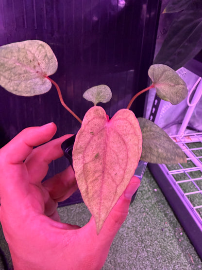 Anthurium Night Dragon x Dorito Port--Exact seedling (E)