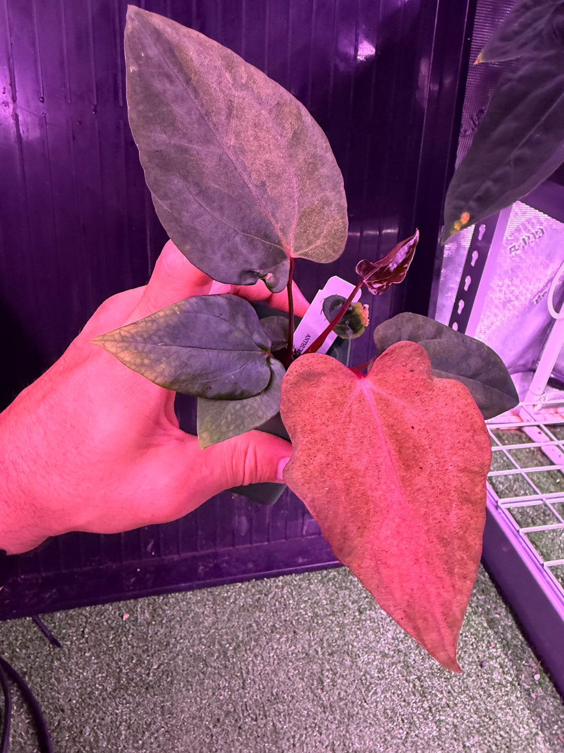 Anthurium Night Dragon x Dorito Port--Exact seedling (D)