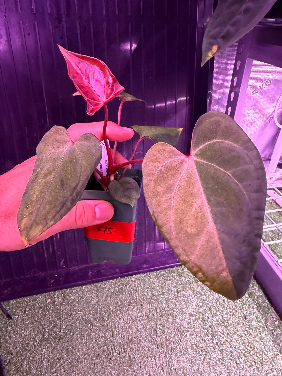 Anthurium Night Dragon x Dorito Port--Exact seedling (F)