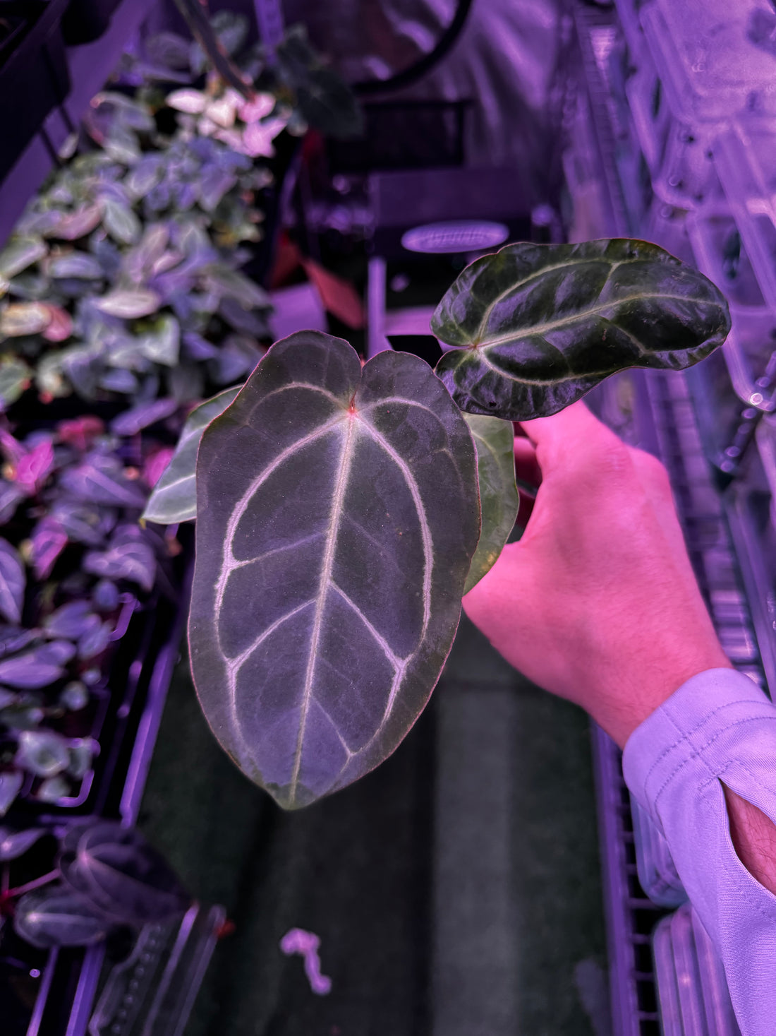 (Carla gph001 x BVEP) x Carla gph001 exact plants-Granthuriums