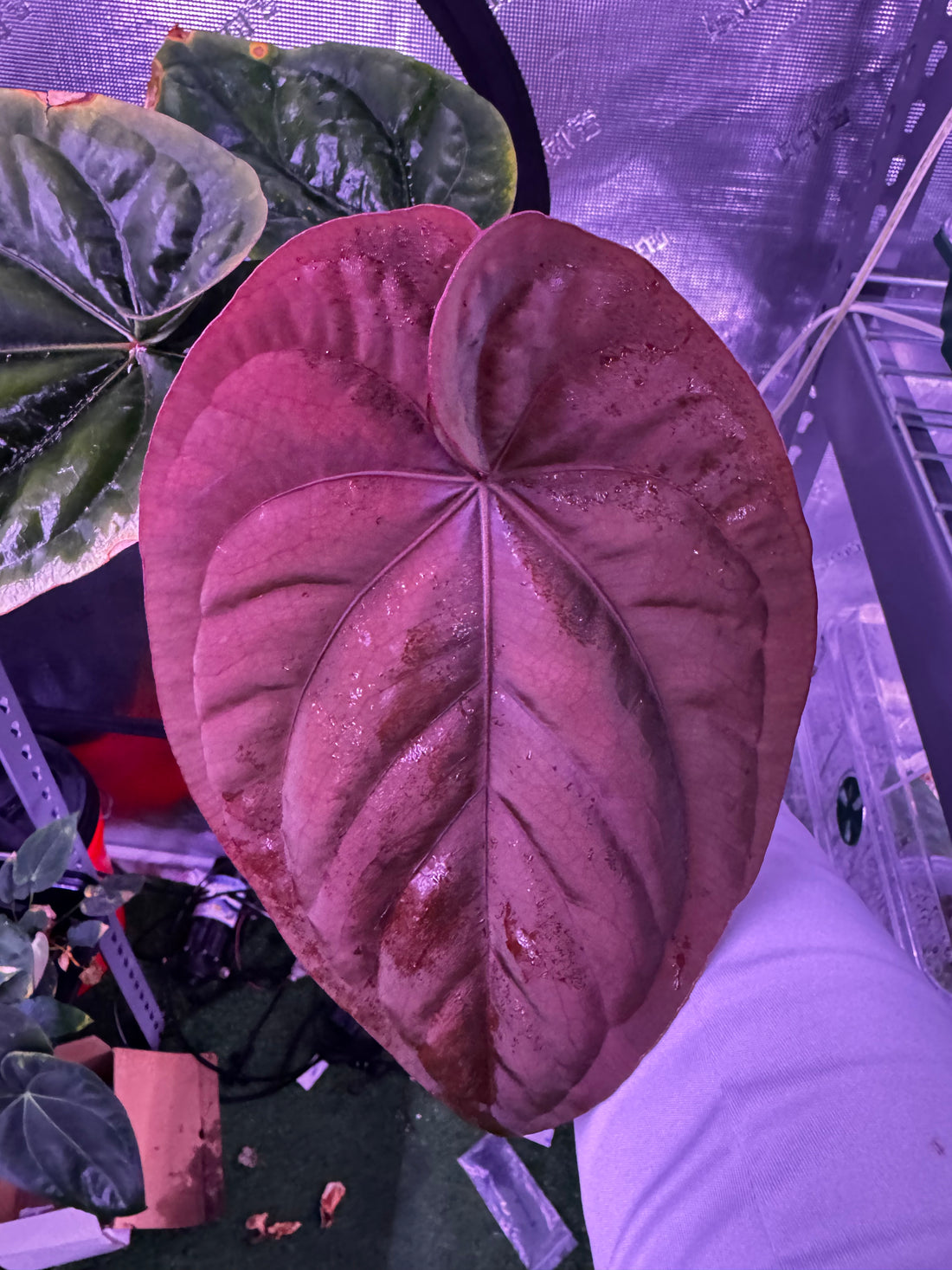 Big beautiful RG dress f2 dark clone x self-Granthuriums