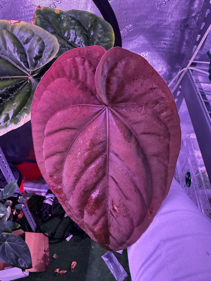 Big beautiful RG dress f2 dark clone x self-Granthuriums