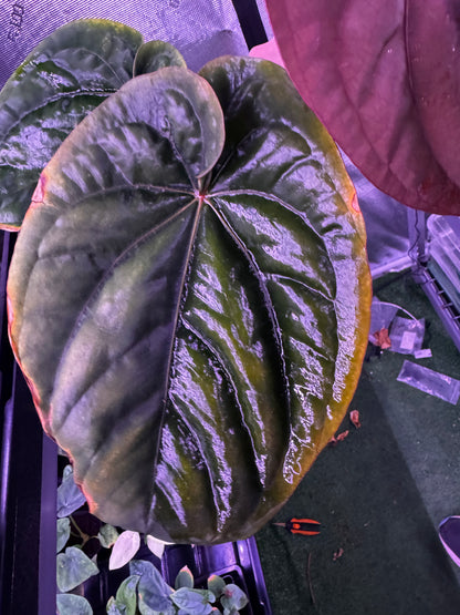 Big beautiful RG dress f2 dark clone x self-Granthuriums