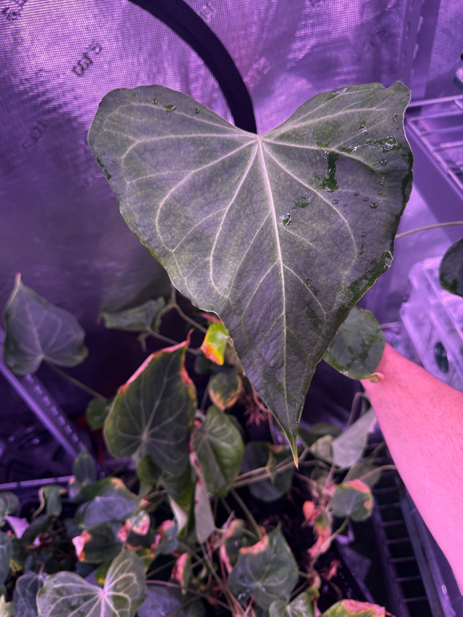 anthurium transfer Delta Force x Unknown Anthurium — Young Cataphylls