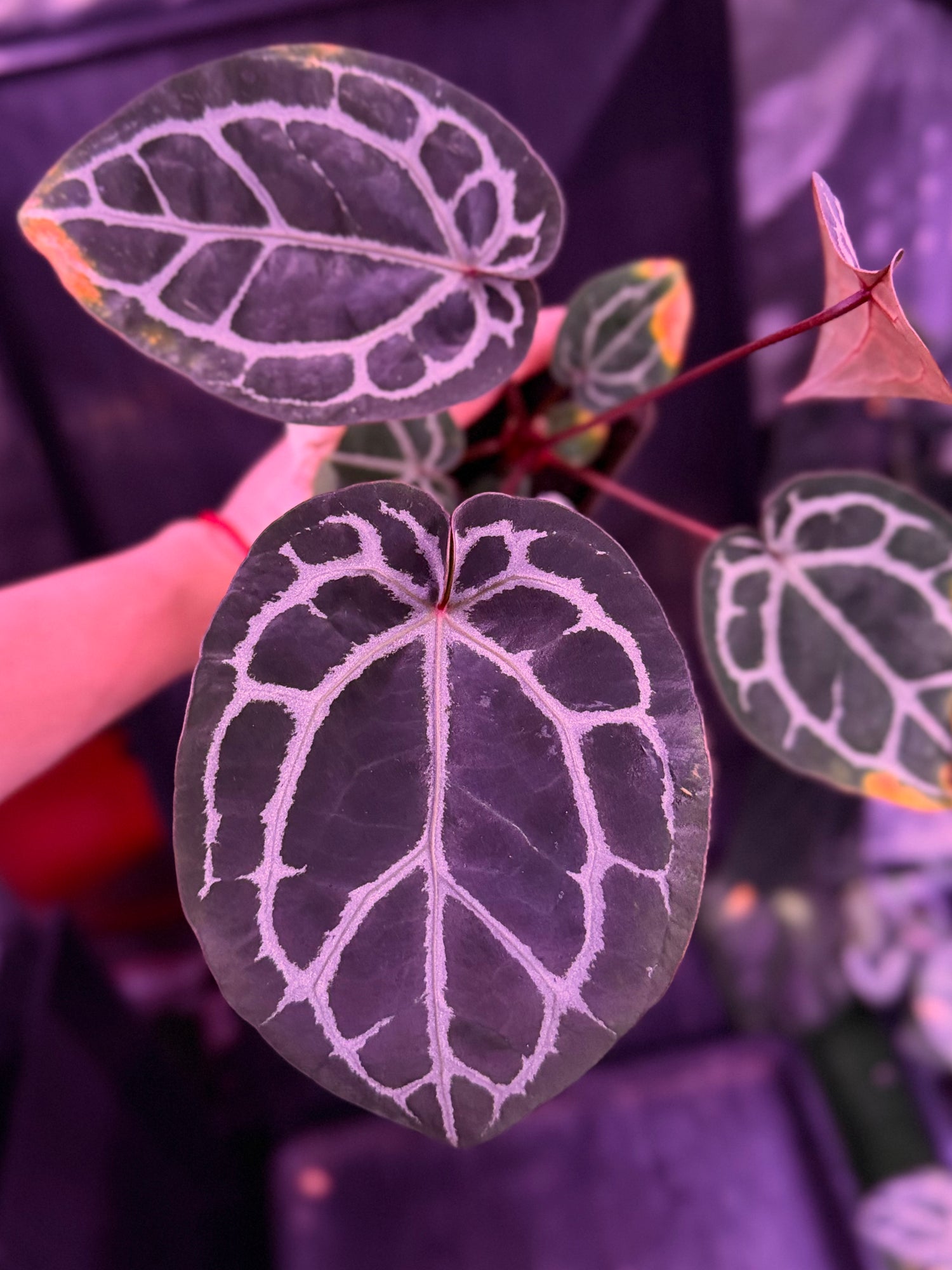 Anthurium Red Crystal premium x Red Crystal SKG--Exact seedling (C)