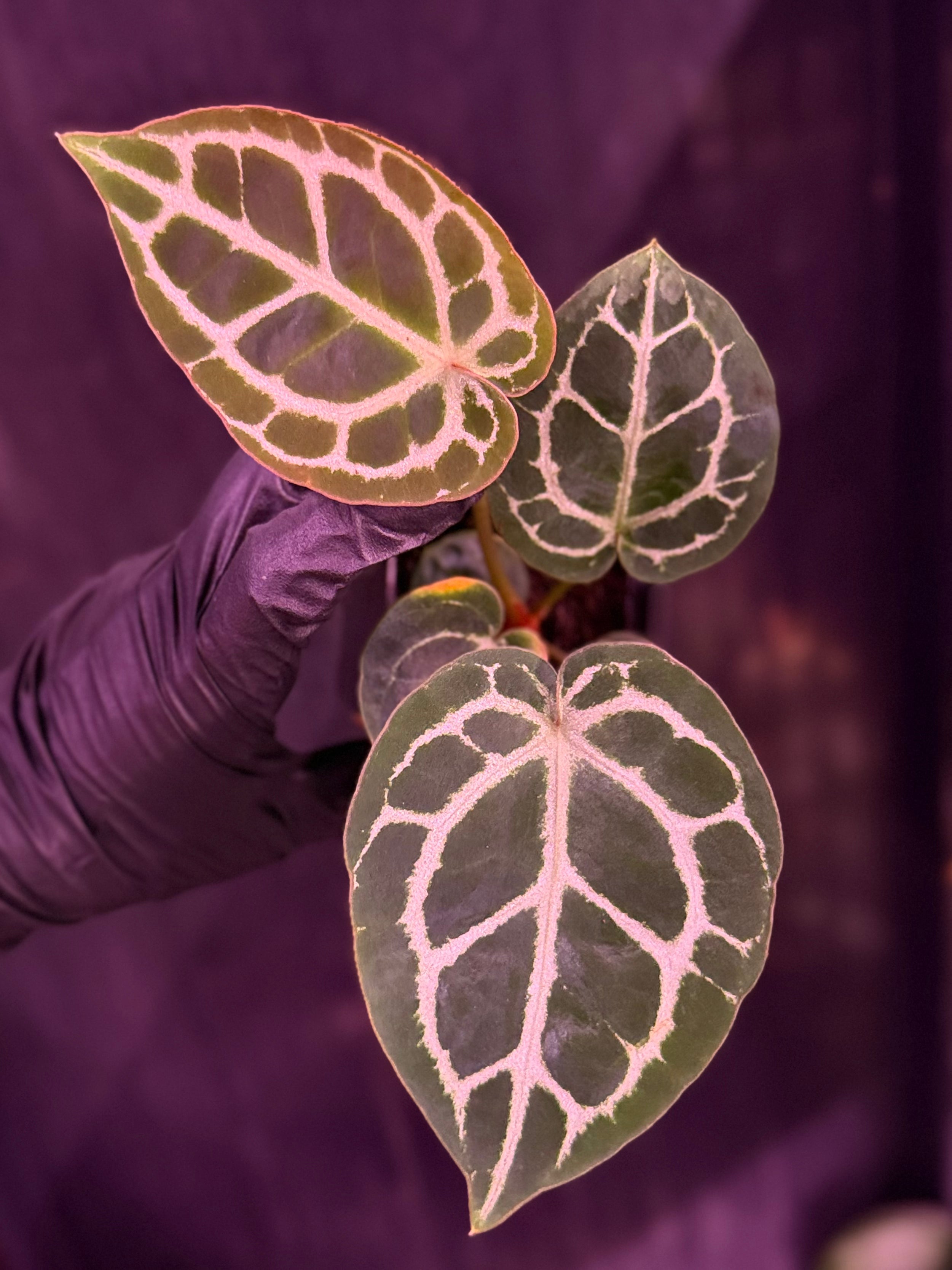 Anthurium Red Crystallinum Mohawk x Labyrinth --Exact Seedling