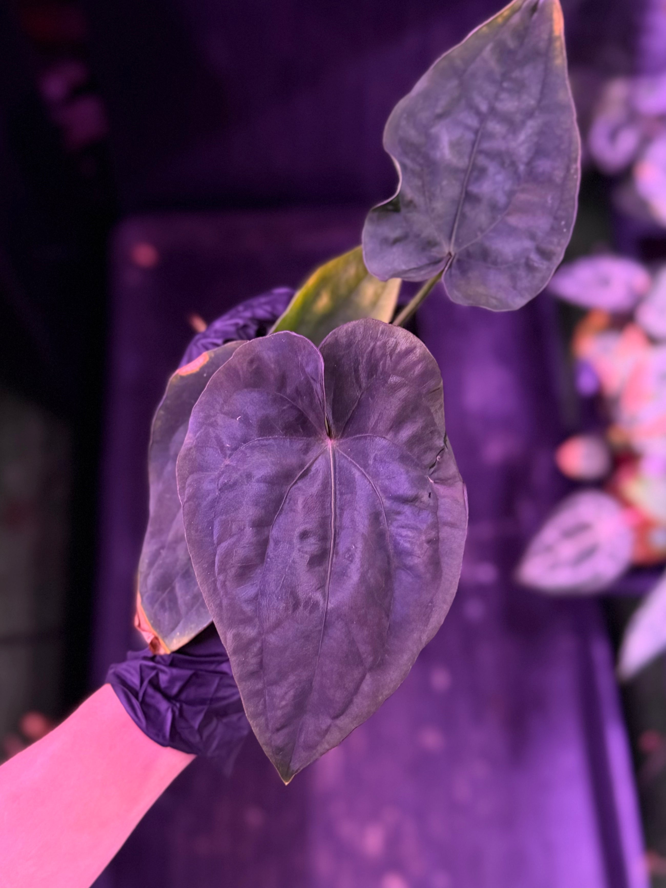 Anthurium Dressleri RG (F2 x Black) x F1b—Exact Seedling (A)