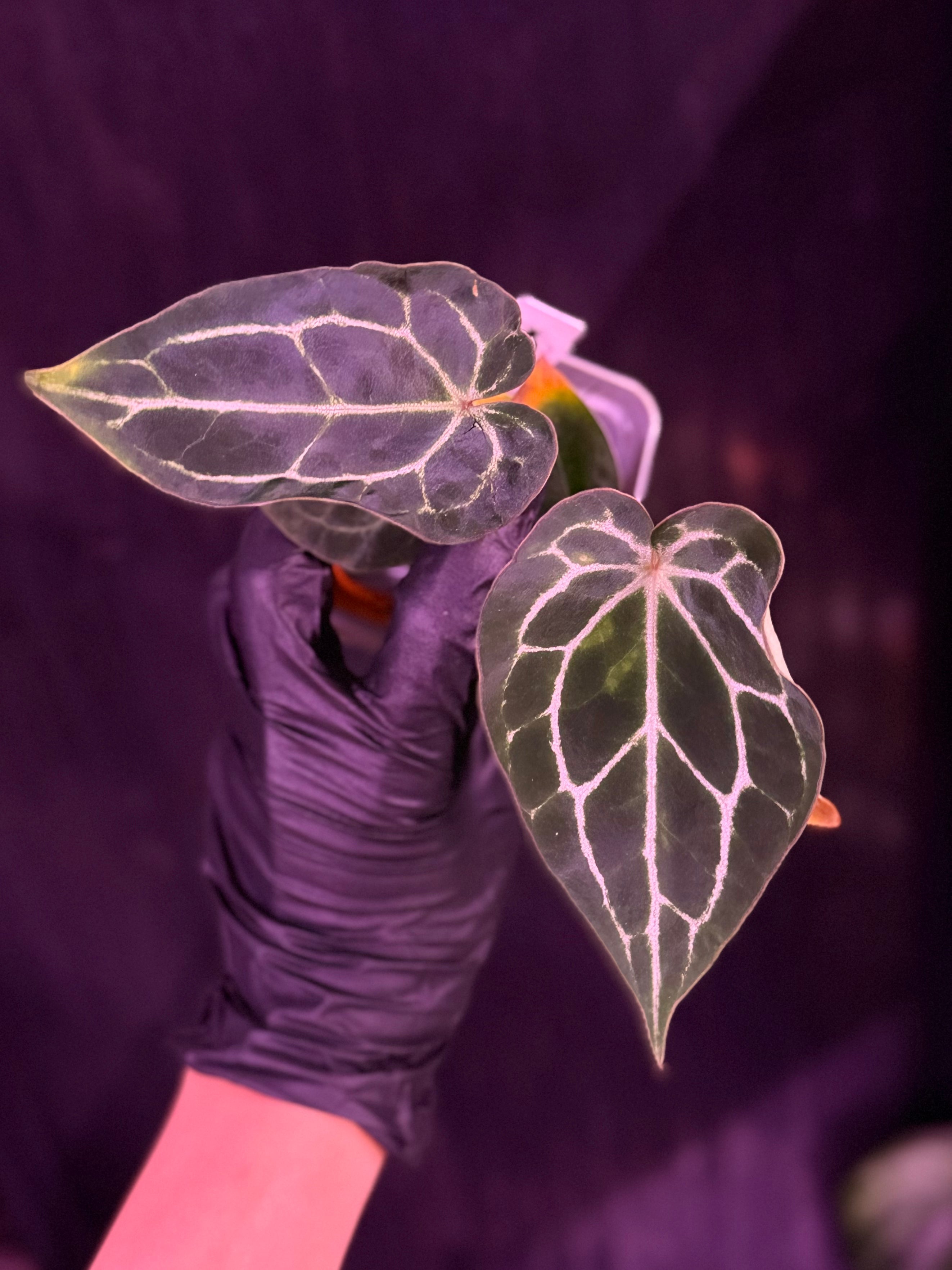 Anthurium Chocolate Crystallinum x Self--Exact Seedling