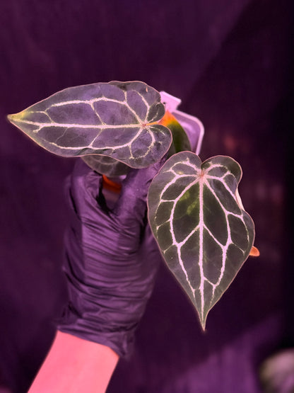 Anthurium Chocolate Crystallinum x Self--Exact Seedling