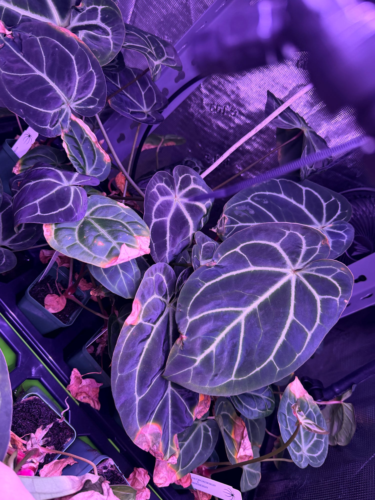 Anthurium Besseae aff Spider x Heinz *STUMPS*