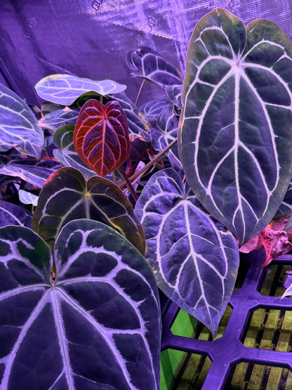 *IAS Week Deal* Anthurium Heinz x Carla "Round x GPH001" *STUMPS*