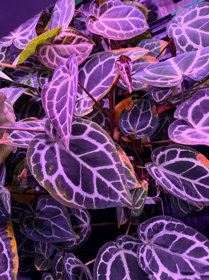 Anthurium Red Crystallinum Premium x Heinz *STUMPS*