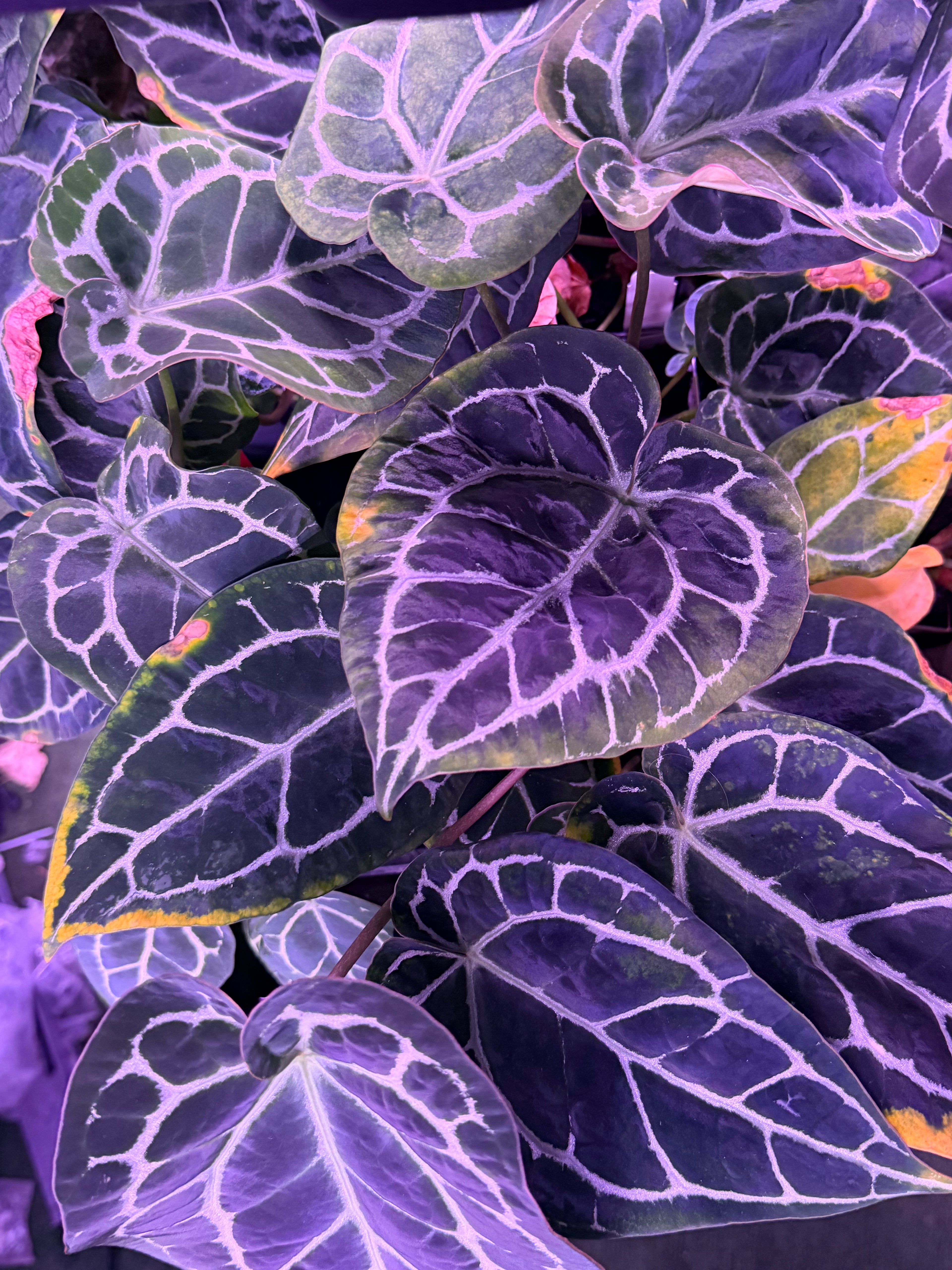 Anthurium Stripey x Crystallinum Labyrinth *STUMPS*