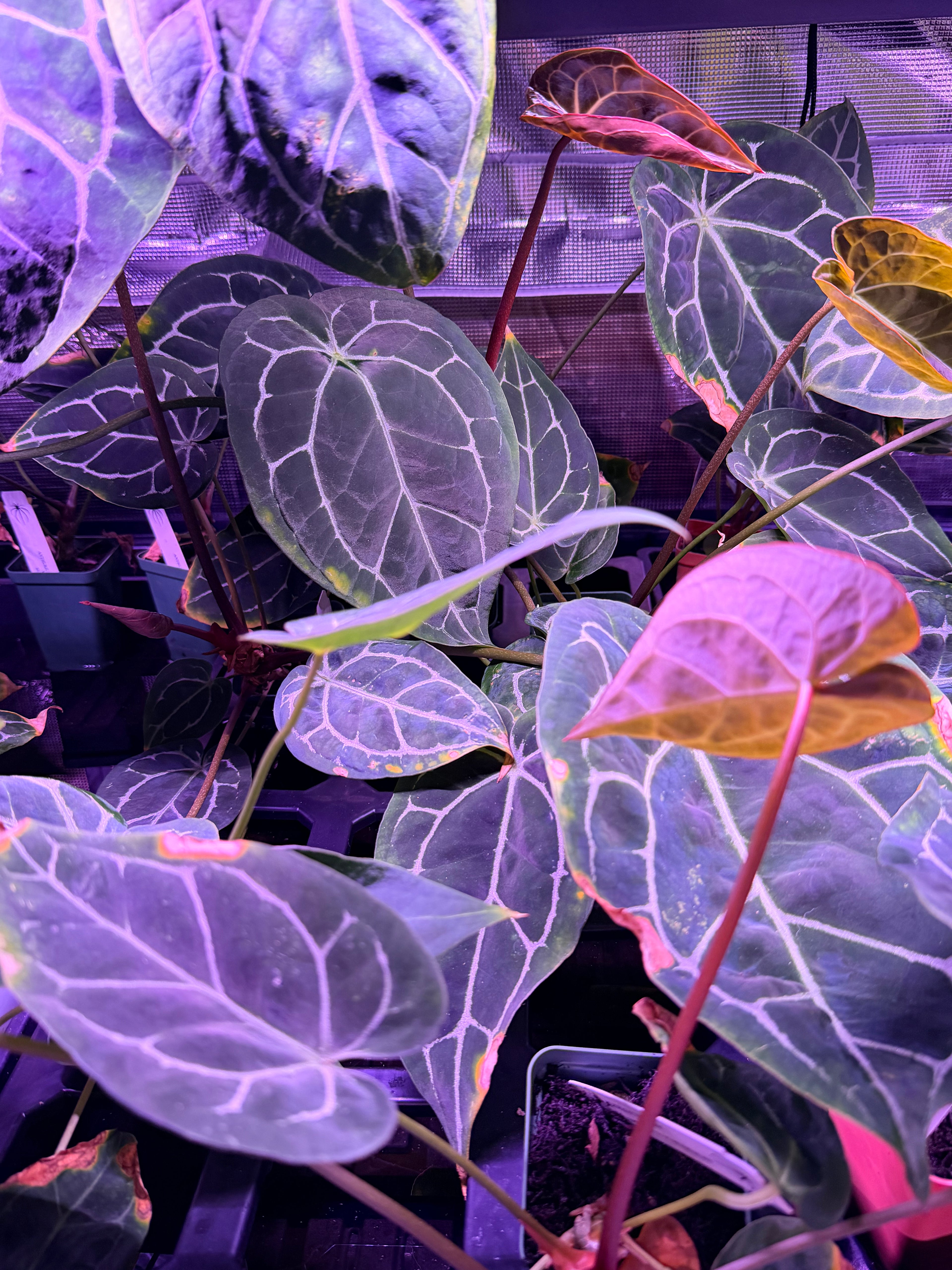 Anthurium Crystallinum Chocolate x Tim Anderson Stripey *STUMPS*
